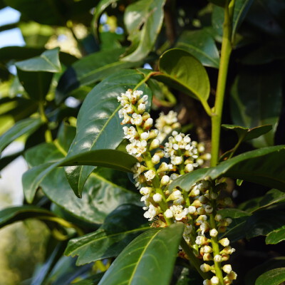 Prunus laurocerasus 'Greentorch'